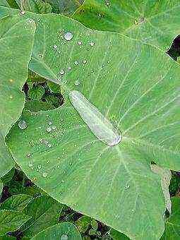 colocasia-esculenta