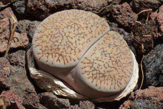 Lithops -leslei var venteri
